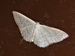 Idaea eretmopus