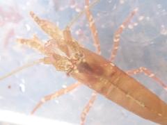 Heptacarpus
