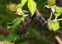 Hemileuca maia