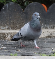 Columba livia domestica