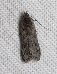 Anacampsis populella