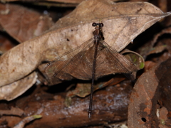 Chorismagrion risi