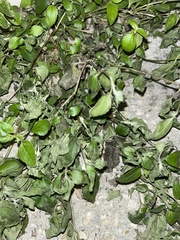 Calyptocarpus vialis