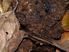 Chorismagrion risi