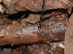 Chorismagrion risi