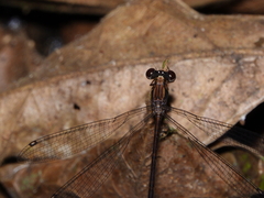 Chorismagrion risi