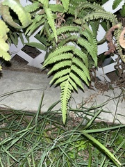 Pelazoneuron kunthii