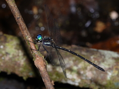 Eusynthemis nigra