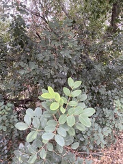 Ceratonia siliqua