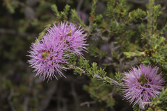 Melaleuca jonesii