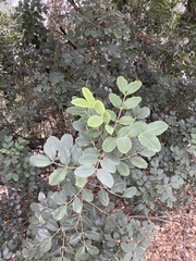 Ceratonia siliqua