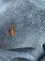 Paropsisterna nobilitata