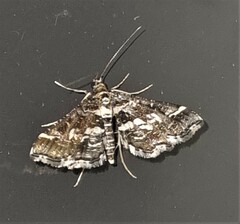 Diasemiopsis ramburialis