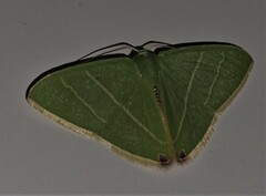 Urolitha bipunctifera