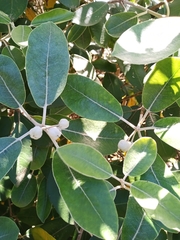 Pittosporum ralphii