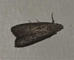 Heteromicta pachytera