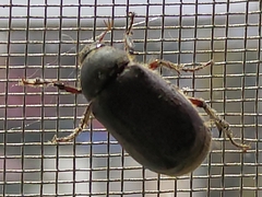 Coleoptera