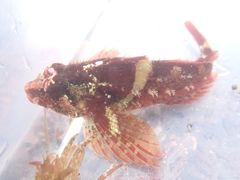 Oligocottus rubellio