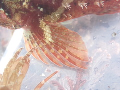 Oligocottus rubellio