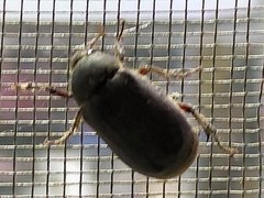 Coleoptera