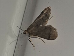 Piletocera macroperalis