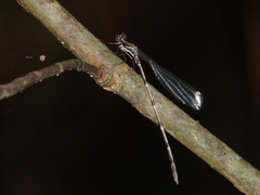 Chorismagrion risi
