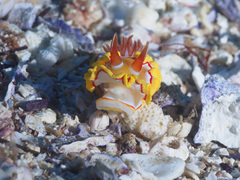 Ardeadoris rubroannulata