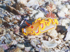Ardeadoris rubroannulata
