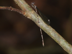 Chorismagrion risi