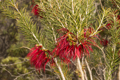 Melaleuca quadrifida