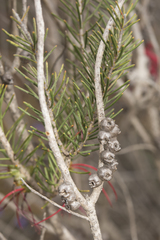 Melaleuca quadrifida