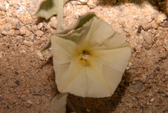Calystegia malacophylla malacophylla
