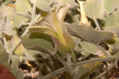 Calystegia malacophylla malacophylla