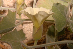 Calystegia malacophylla malacophylla