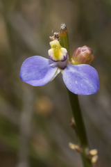 Comesperma scoparium