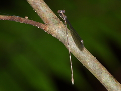 Chorismagrion risi