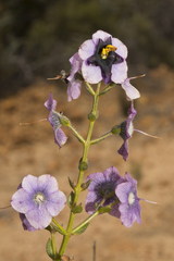Cyanostegia lanceolata