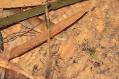 Synbranchus marmoratus