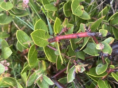 Arctostaphylos cruzensis