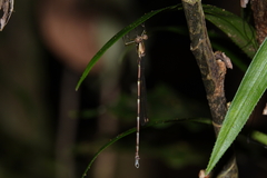 Episynlestes cristatus