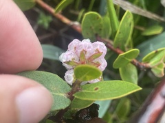 Arctostaphylos cruzensis