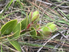Arctostaphylos cruzensis