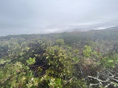 Arctostaphylos cruzensis