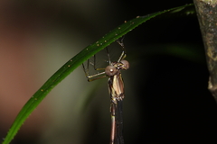 Episynlestes cristatus