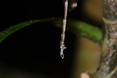 Episynlestes cristatus