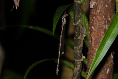 Episynlestes cristatus