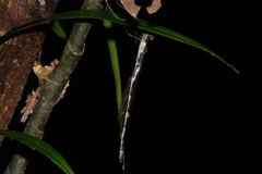 Episynlestes cristatus