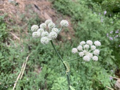 Angelica capitellata