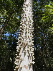 Bombax ceiba