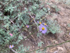 Erigeron foliosus